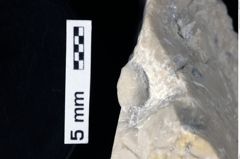 Foto (Detailansicht) von Ambulocapsa altilis (Robins et al., 2013) (NHMW-GEO-1990-0041-0347)